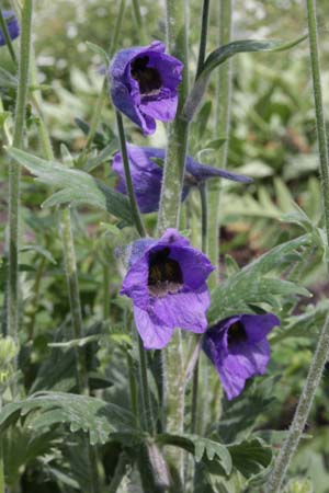 Delphinium speciosum