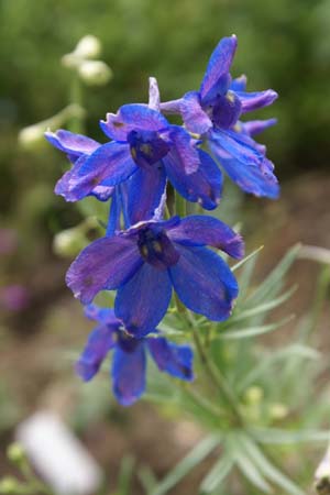 DELPHINIUM tatsienense 'Sky Lights'