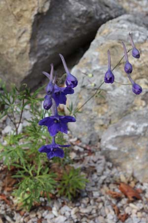 Delphinium tatsienense