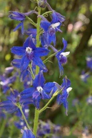 DELPHINIUM trolliifolium