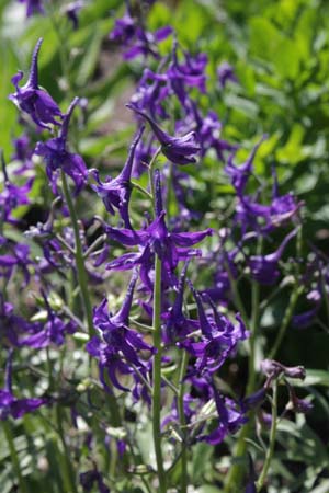 DELPHINIUM tricorne