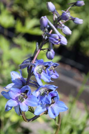 Delphinium sp. (californicum?)