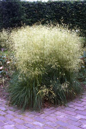 Deschampsia cespitosa 'Goldschleier'