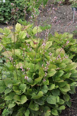 Desmodium nudiflorum