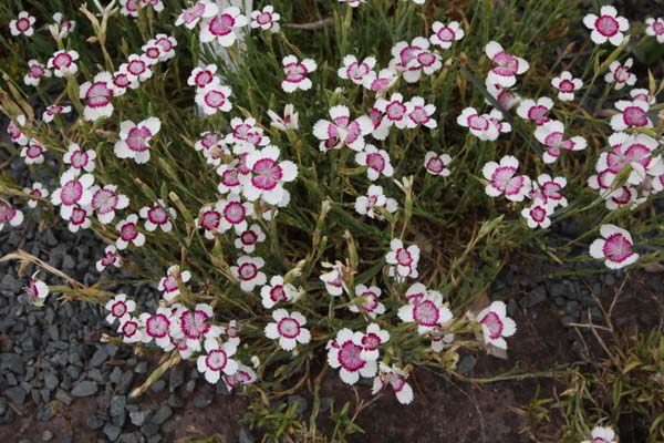 DIANTHUS deltoides 'Arctic Fire'