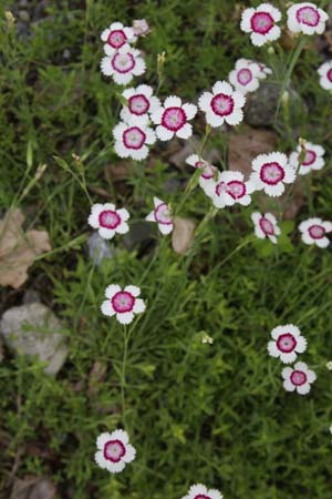 Dianthus deltoides 'Arctic Fire'
