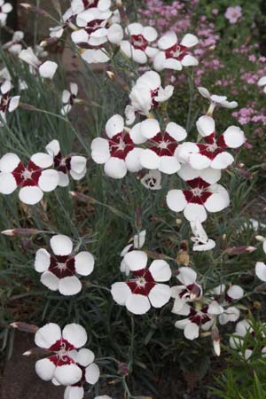 Dianthus 'Elizabethan'