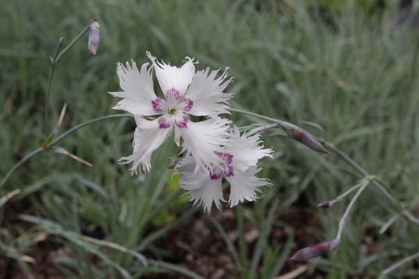 Dianthus 'Greystone'