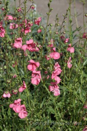 Diascia