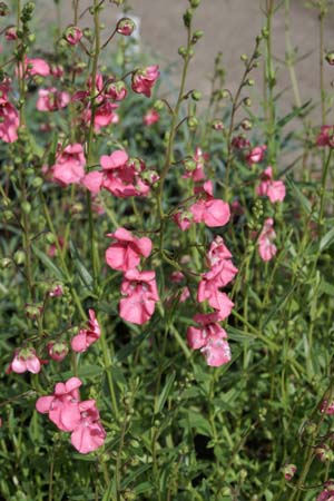 Diascia integerrima
