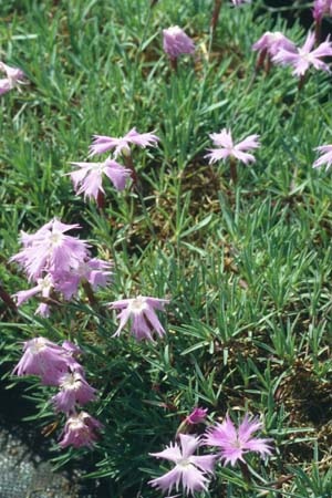 Dianthus monspessulanus sternbergii