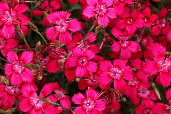 Dianthus myrtinervius