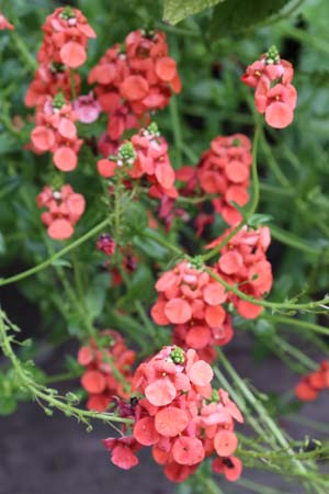 Diascia personata