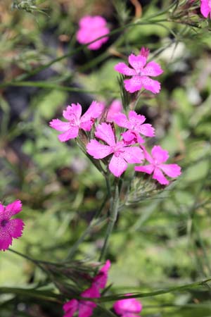 DIANTHUS sp. (Sibiu, Roemenië)