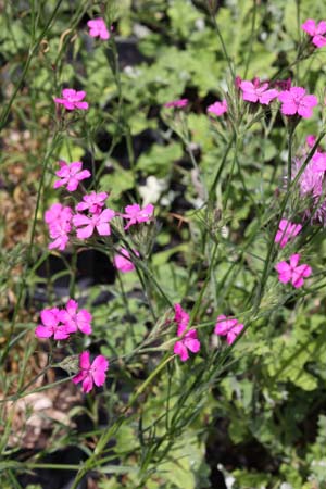 Dianthus sp. (Sibiu, Roemenië)