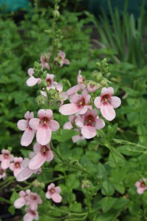 Diascia vigilis 'Jack Elliott'