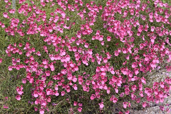 Diascia