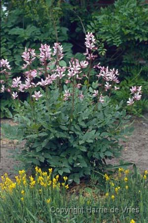 Dictamnus