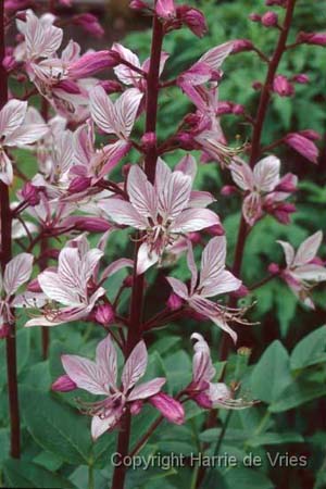 Dictamnus albus
