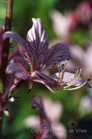 Dictamnus albus
