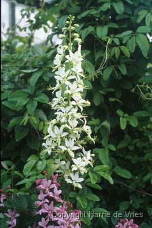 DICTAMNUS albus 'Albiflorus'
