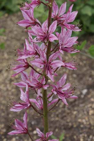 DICTAMNUS caucasicus