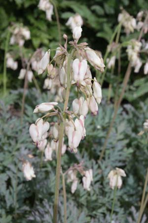 Dicentra formosa 'Langtrees' ('Pearl Drops')