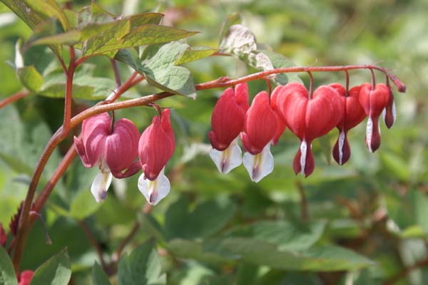 DICENTRA spectabilis 'Valentine'