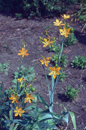 Belamcanda chinensis