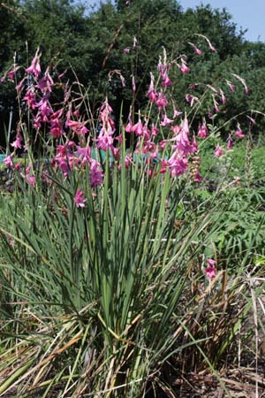 Dierama 'Blackbird'
