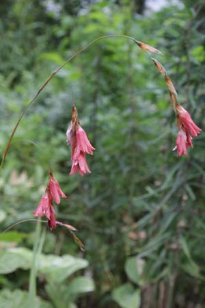 Dierama igneum