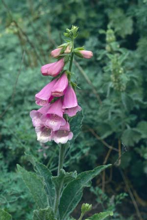 DIGITALIS dubia