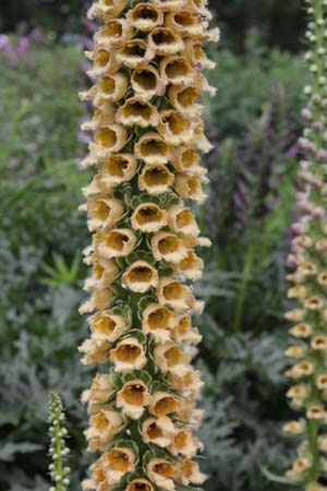 Digitalis ferruginea schischkinii