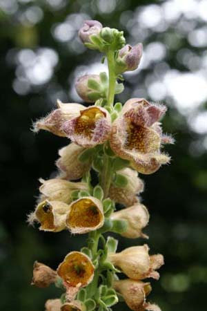 Digitalis ferruginea schischkinii