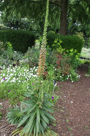 Digitalis ferruginea schischkinii