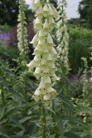 Digitalis fontanesii (syn. lutea)