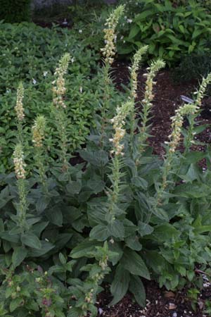 Digitalis fontanesii (syn. lutea)