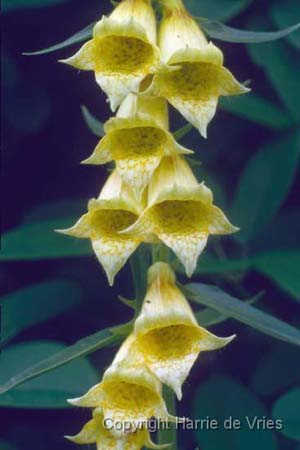 Digitalis