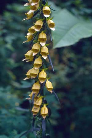 DIGITALIS laevigata