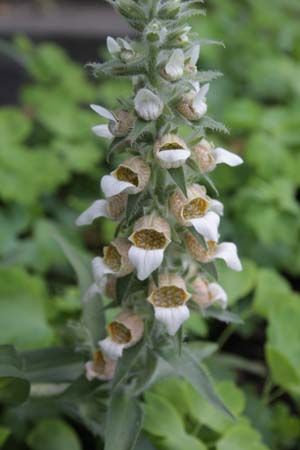 Digitalis lanata (coll. Macedonië)