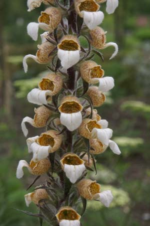 Digitalis lanata (coll. Macedonië)