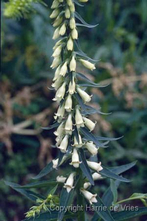 Digitalis lutea