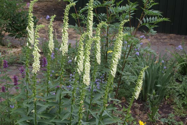 DIGITALIS micrantha (D. lutea australis)