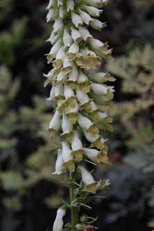 DIGITALIS micrantha