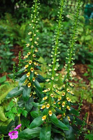 DIGITALIS nervosa