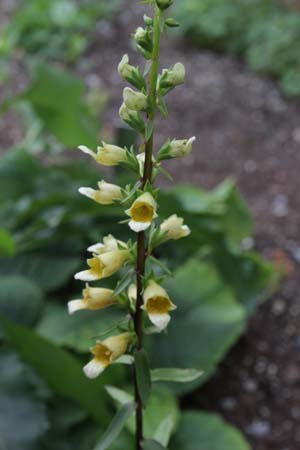 Digitalis nervosa
