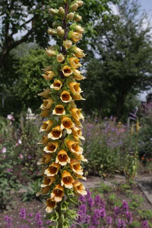 DIGITALIS nervosa (ex Azerbadjan)