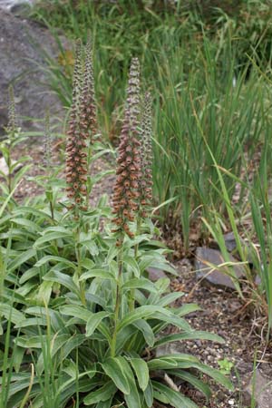 DIGITALIS parviflora