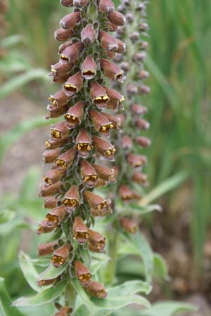 Digitalis parviflora