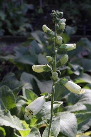 DIGITALIS purpurea 'Primrose Caroussel'